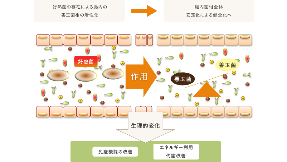 腸内の有用菌と好熱菌の相互作用（代謝系概念図）